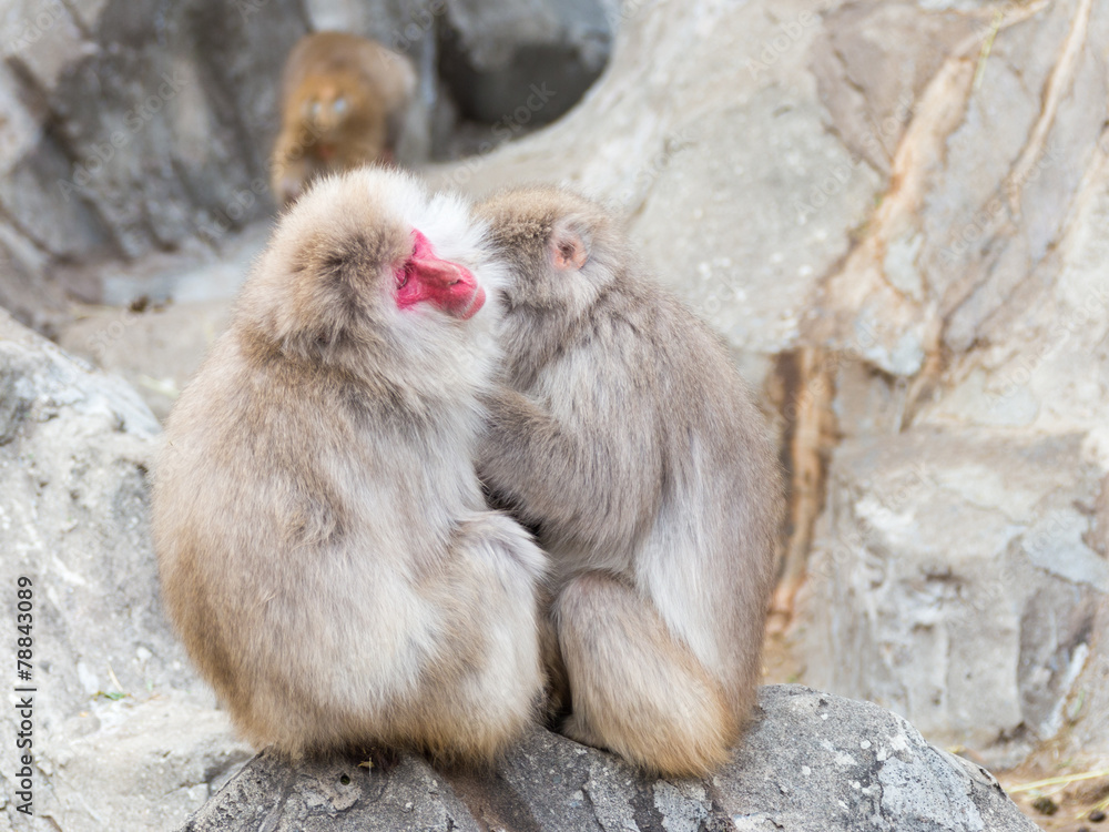 two Japanese macaques two Japanese macaques