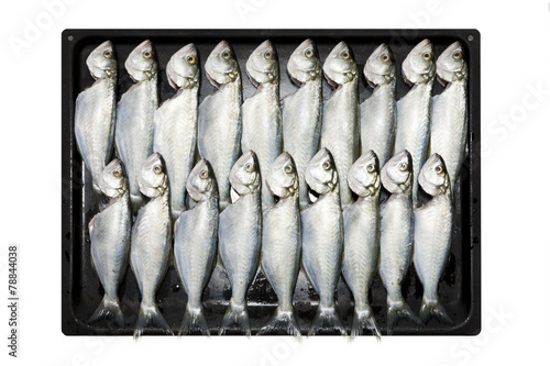 Sardinen auf dem Blech