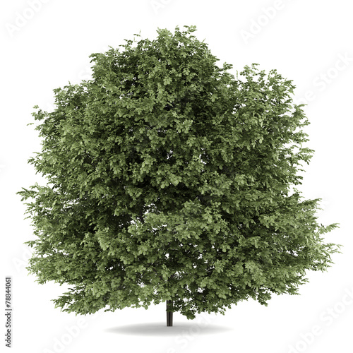 common hazel tree isolated on white background photo
