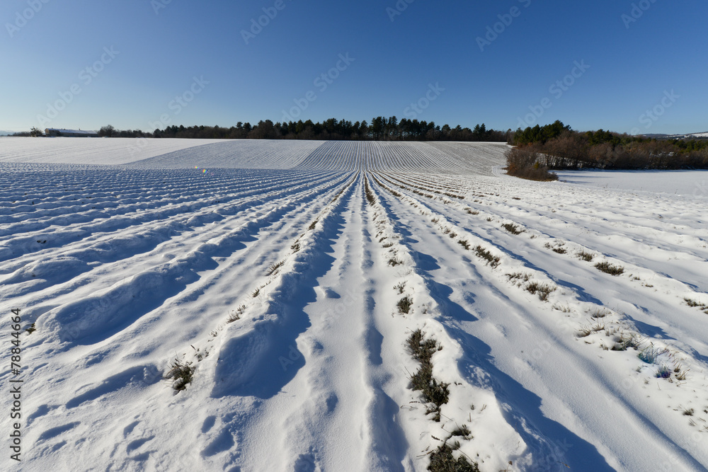 champ de lavande sous la neige
