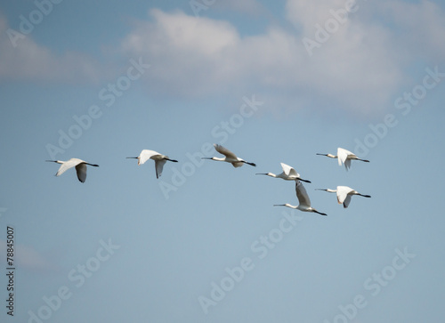 Flock of Spoonbills in Flight