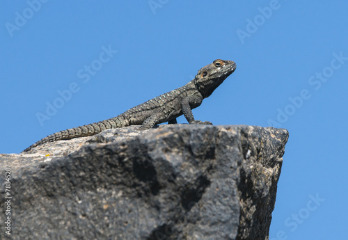 Roughtail Rock Agama Lizard  © FotoRequest