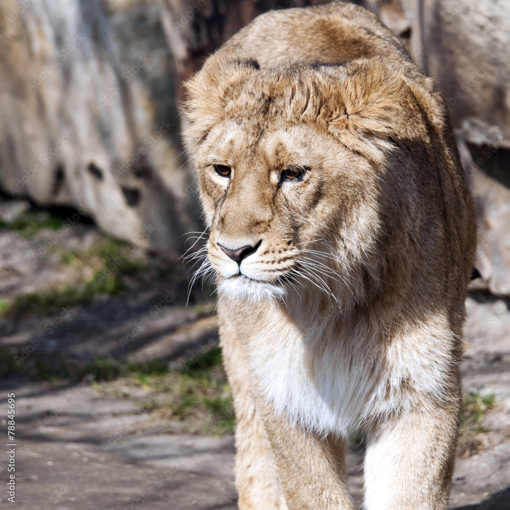 Fototapeta premium Young lion (female)