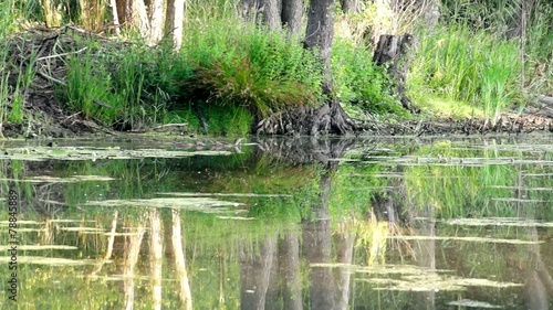 Bewohner der Muldenaue photo