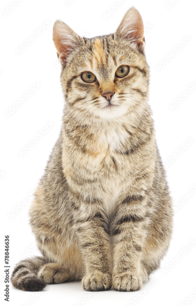 Fototapeta premium Kitten on a white background