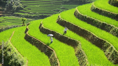 Workers Planting Rice in Scenic Rice Terraces - Northern Mountains Sapa Vietnam