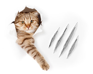 Funny cat in wallpaper hole with claw scratches isolated