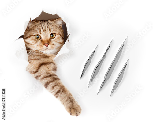 Funny cat in wallpaper hole with claw scratches isolated