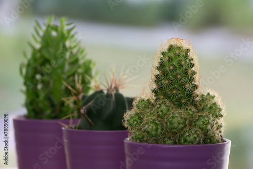 Kaktus mit Schutzschild