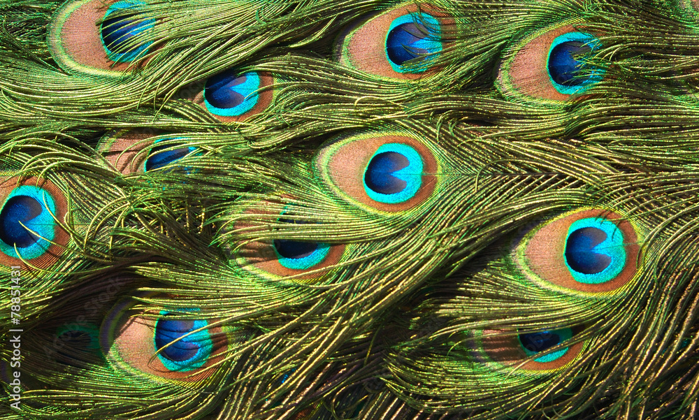 Fototapeta premium colors of natur