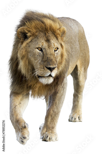 Wild free roaming male lion against white background