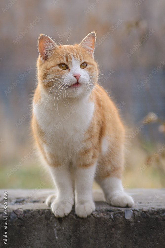 Red cat is standing on a rock and meows