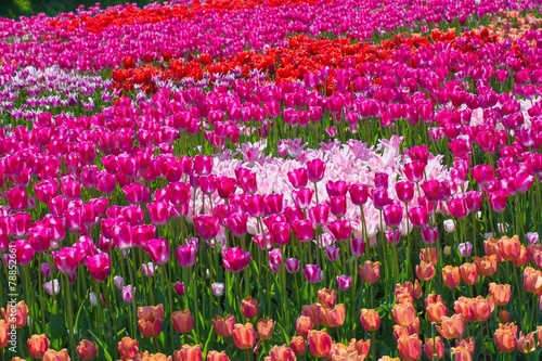 Beautiful multi color tulip flowers field