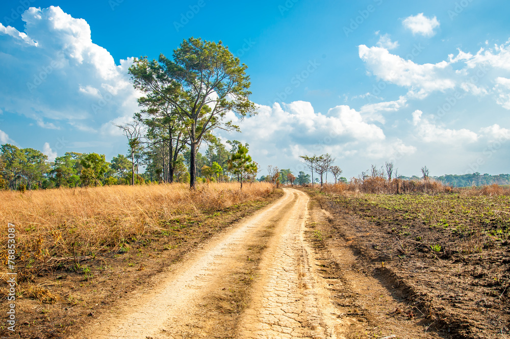 Road of Savannah Field
