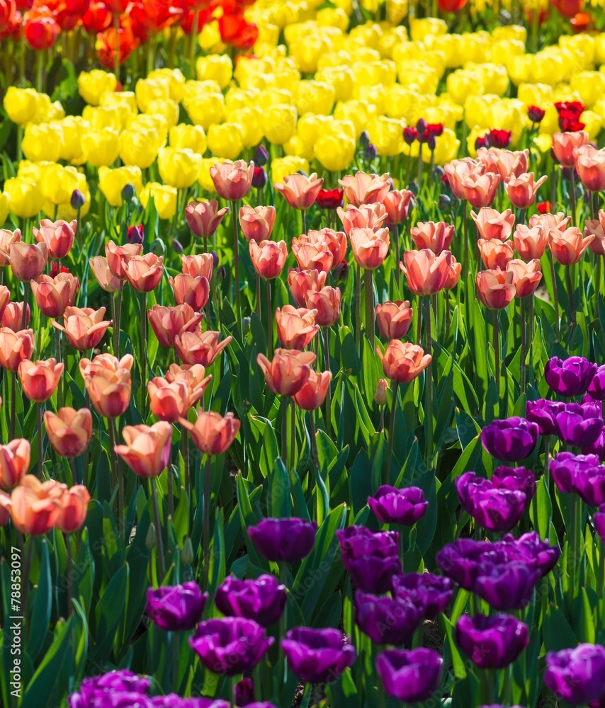 Beautiful multi color tulip flowers field