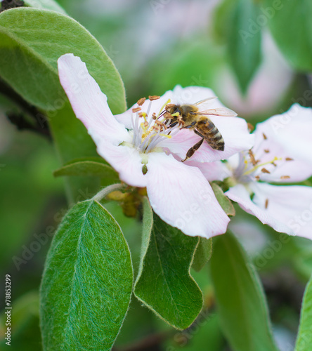 Honey bee on the apple tree flowers blossom closeup