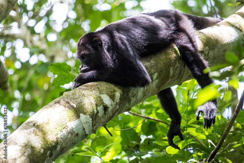 Fototapeta premium Howler monkey in canopy