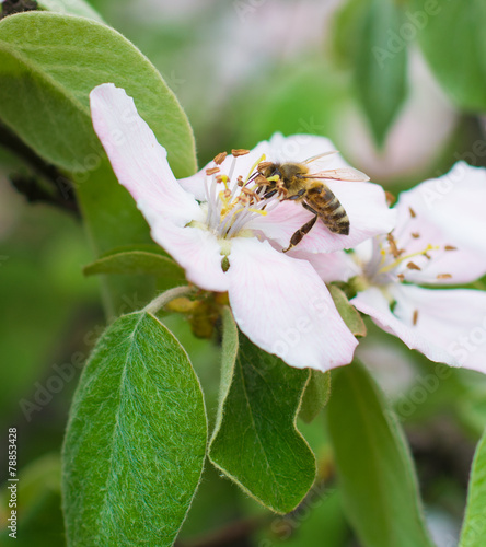 Honey bee on the apple tree flowers blossom closeup