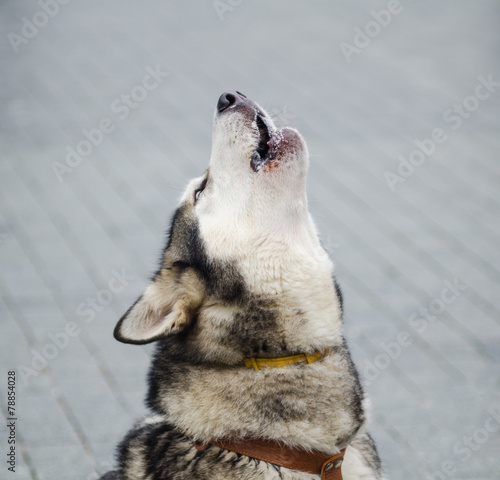 Cute alaskan malamute vowing with his head up