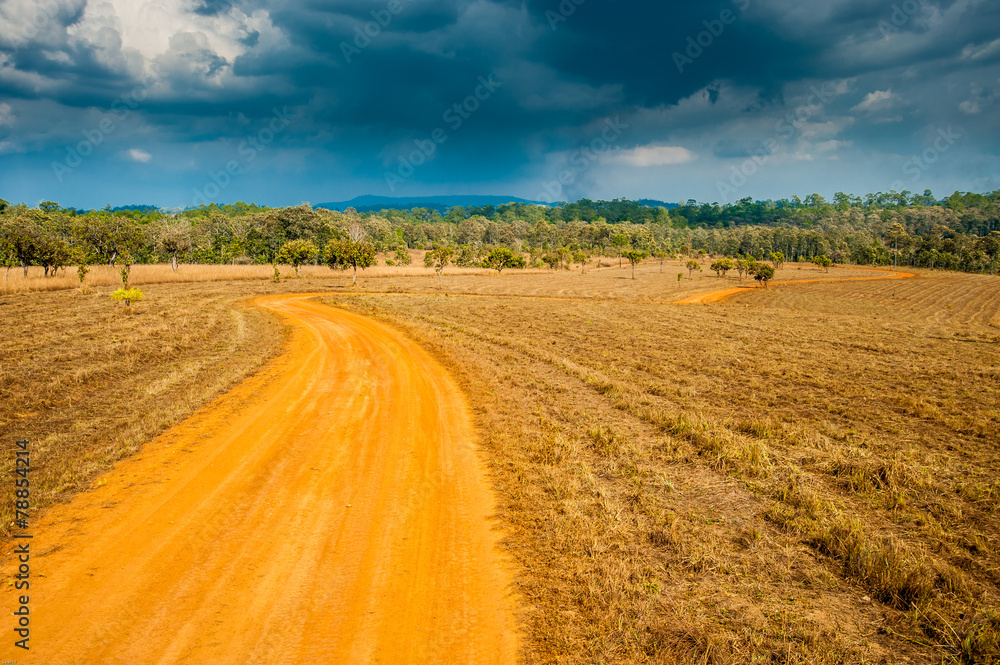 Road of Savannah Field Road of Savannah Field