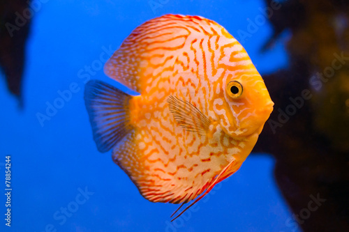 Orange aquarium fish Discus on blue background with bubbles