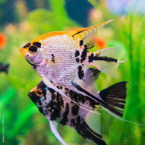 Two gorgeous pterophyllum fishes in aquarium