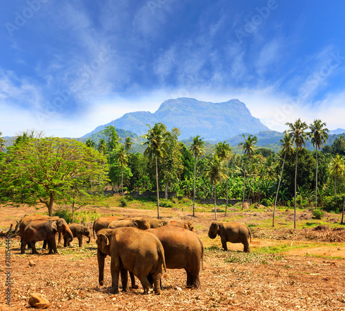 Elephants in park Pinawella on SriLanka photo