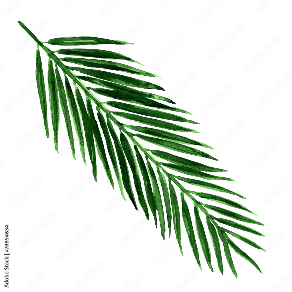 single green palm leaf isolated single green palm leaf isolated
