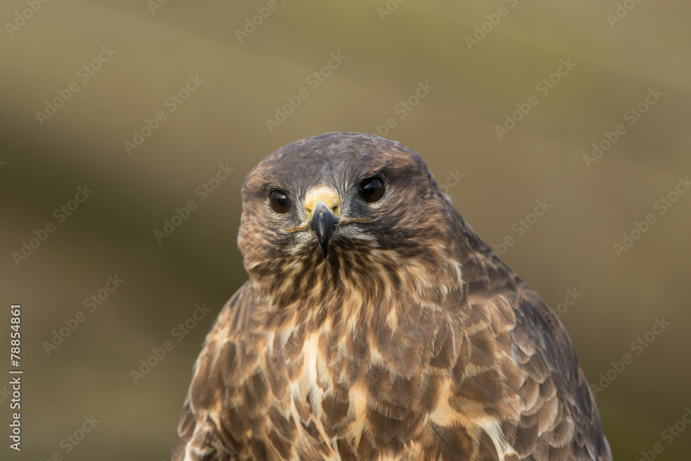 Common Buzzard Common Buzzard