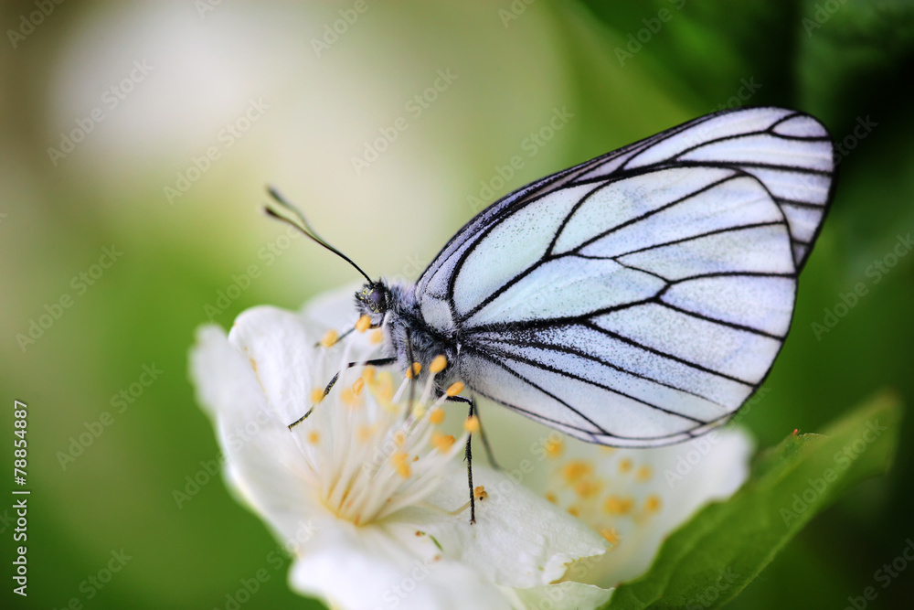 Pieris butterflies (The large white) on a Jasmine flower Pieris butterflies (The large white) on a Jasmine flower