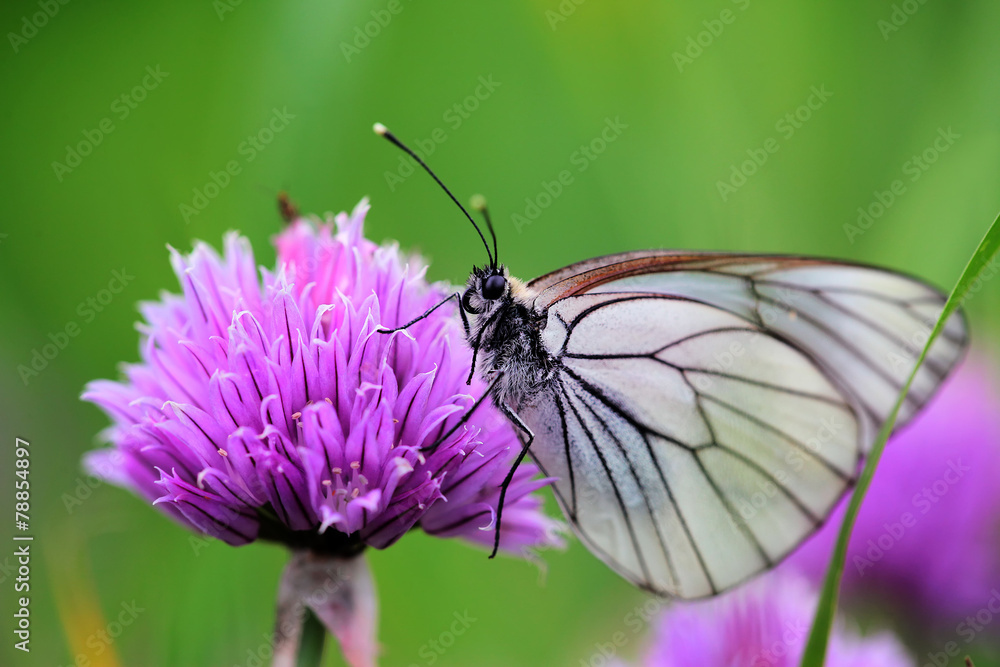 Pieris butterflies (The large white) on a chive flowers Pieris butterflies (The large white) on a chive flowers