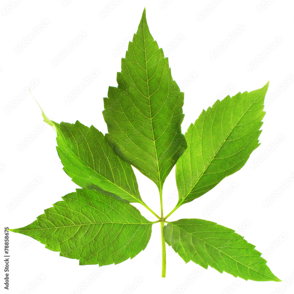 Fototapeta premium Branch leaves