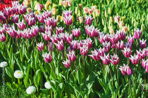 Violet tulips