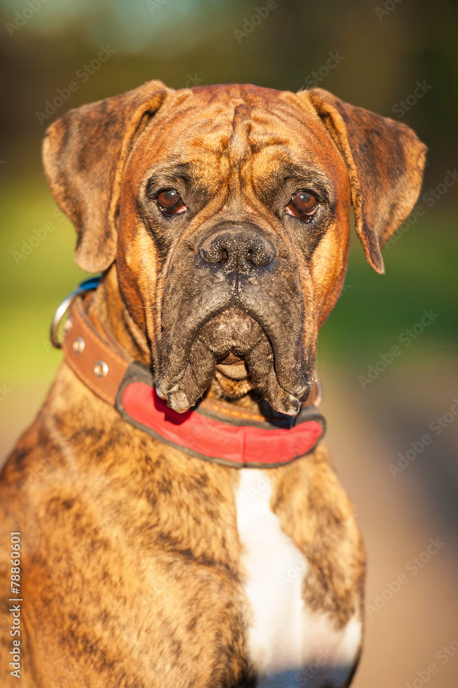 Fototapeta premium Portrait of boxer dog