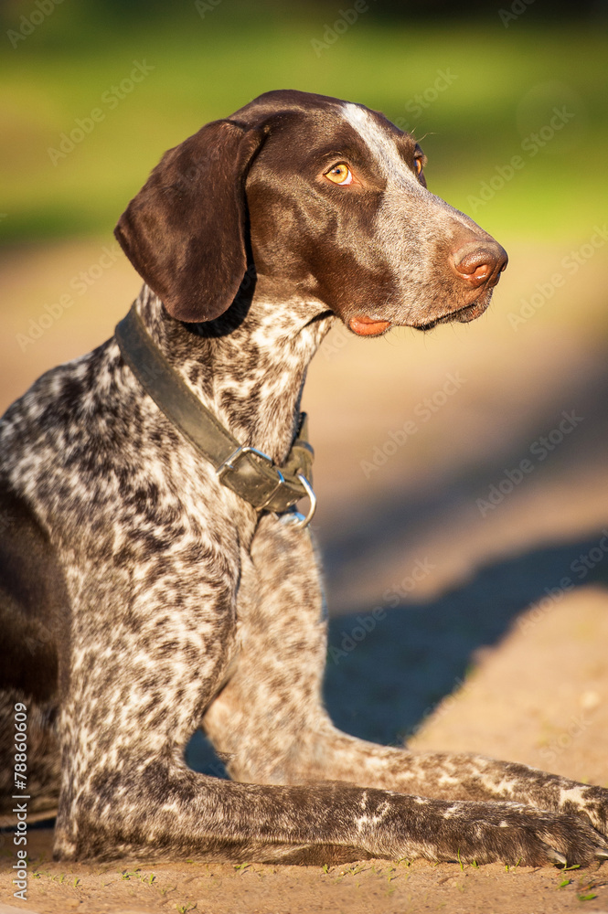 Portrait of german pointer dog