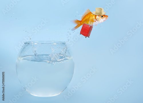Goldfisch springt aus Glas © grafikplusfoto