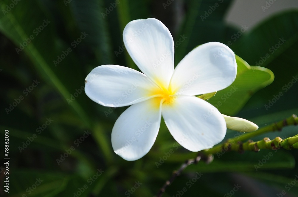 Obraz premium White Frangipani