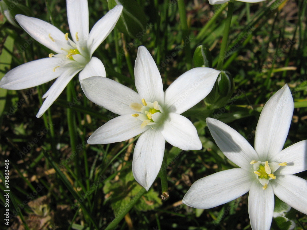 Fototapeta premium White Crocus