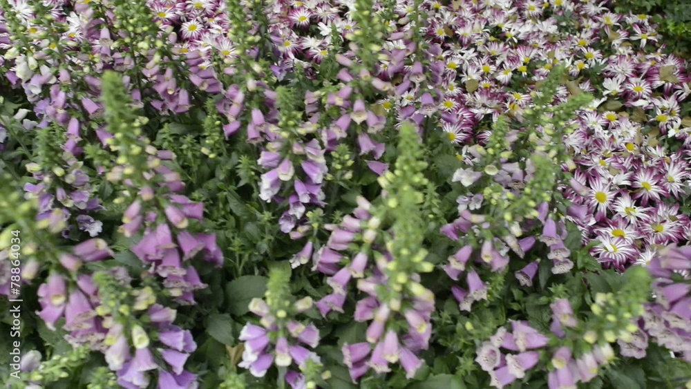 Scenic Flower Garden
