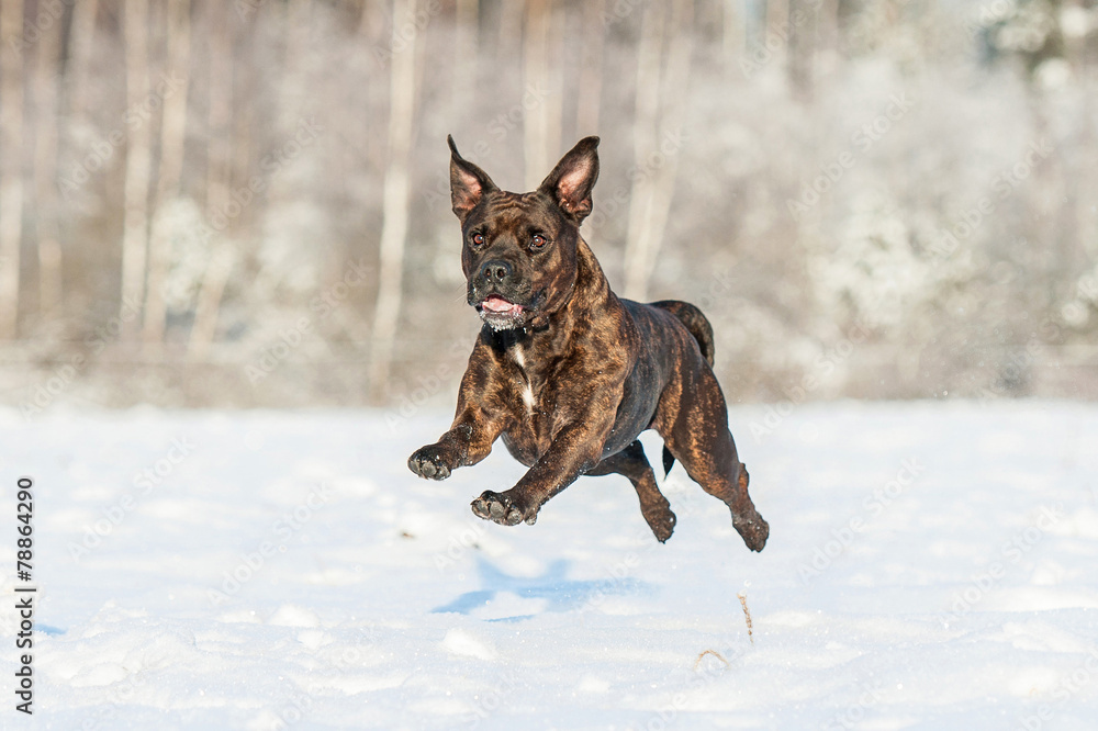 American staffordshire terrier running in winter American staffordshire terrier running in winter