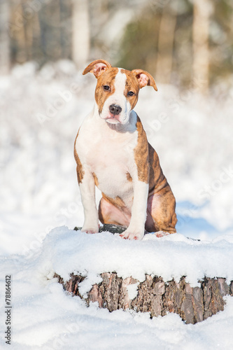 American staffordshire terrier puppy sitting on the stump