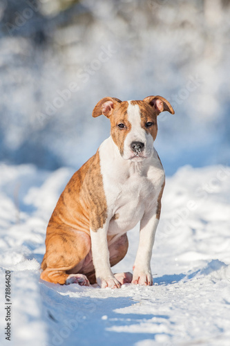 Fototapeta Naklejka Na Ścianę i Meble -  American staffordshire terrier puppy sitting outdoors in winter