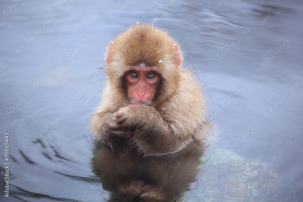 Naklejka premium Child monkey in hot spring