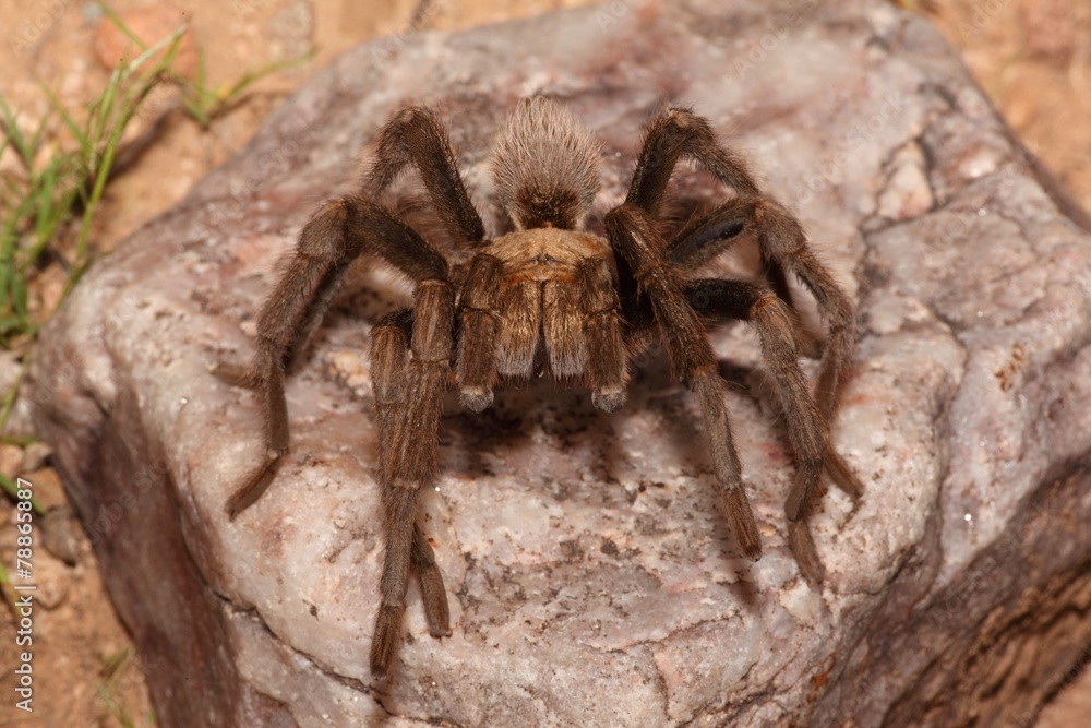 Desert Blonde Tarantula (Aphonopelma Chalcodes) Desert Blonde Tarantula (Aphonopelma Chalcodes)