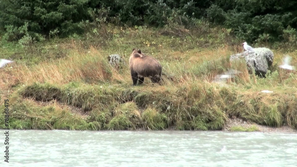 Alaska - Brown Bear Eating Fish In Rainy Day Alaska - Brown Bear Eating Fish In Rainy Day