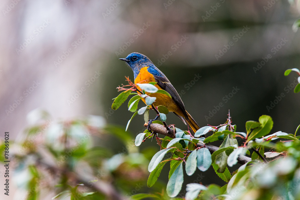 a colourful bird sitting on the branch a colourful bird sitting on the branch