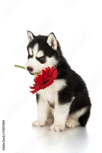 Cute husky puppy with flower #78871094