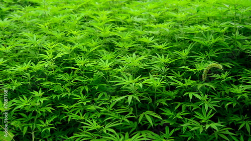 Zoom Out of Hemp Plants growing in the Wild in Sapa Vietnam