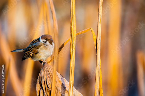 Obraz na plátně A bird sitting among of yellow reed marshes