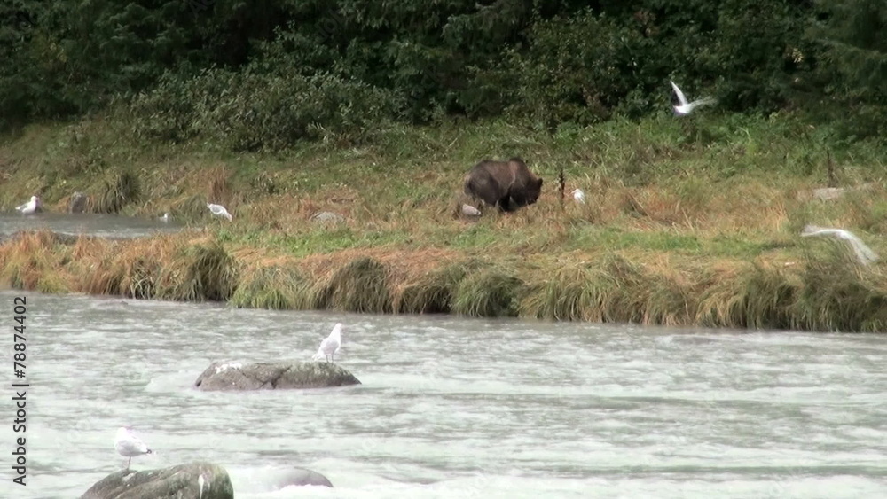 Alaska - Brown Bear Eating Fish In Rainy Day Alaska - Brown Bear Eating Fish In Rainy Day